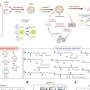 nanoparticule care imbunatatesc livrarea mARN ar putea reduce doza de vaccin si costurile