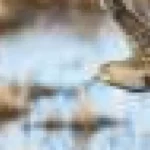 Avantaj acasă sau pășuni noi? Păsările arctice se întorc rar în același loc de reproducere