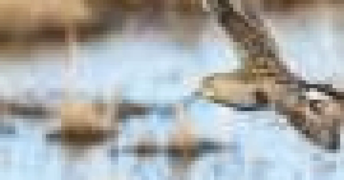 Avantaj acasă sau pășuni noi? Păsările arctice se întorc rar în același loc de reproducere