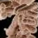 Bacteriile învață și își amintesc trecutul ca rețelele neuronale
