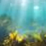 Bacteriile marine descompun împreună moleculele oceanice de carbon