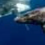 Balene în doliu: documentarea durerii unei balene cu cocoașă pentru puiul născut mort