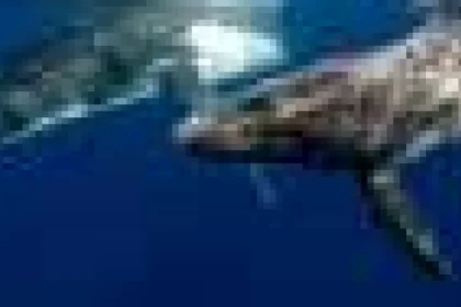 Balene în doliu: documentarea durerii unei balene cu cocoașă pentru puiul născut mort