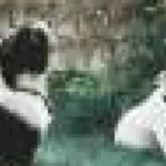 Câinii au o activitate cerebrală asemănătoare celei umane când se abțin