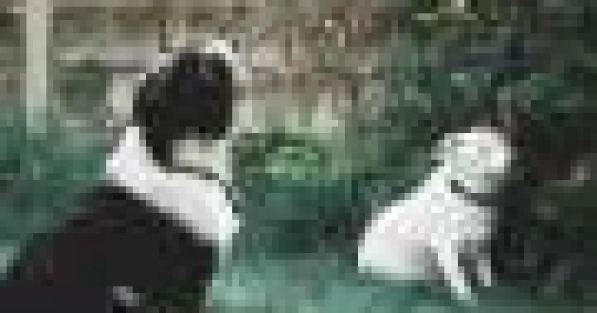 Câinii au o activitate cerebrală asemănătoare celei umane când se abțin