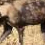 Câinii sălbatici, record de distanță parcursă în Africa