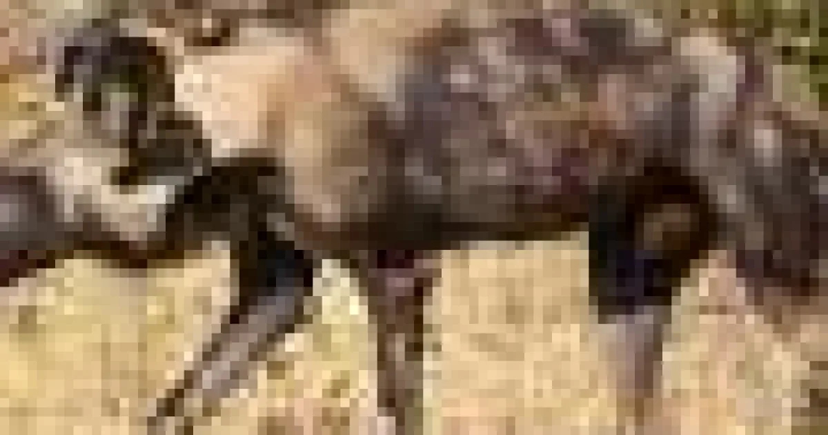 Câinii sălbatici, record de distanță parcursă în Africa