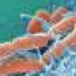 Cercetătorii descoperă mecanismul de răspândire al E. coli nocive