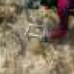 Cercetătorii din Florida caută corali rezistenți la căldură