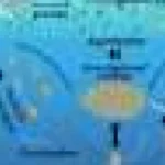 Cianobacteriile minuscule ar putea fi eroii secreți ai stocării carbonului oceanic