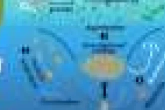 Cianobacteriile minuscule ar putea fi eroii secreți ai stocării carbonului oceanic