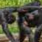 Cimpanzeii le dau puilor instrumentele pentru a învăța tehnici dificile