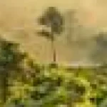 Costurile locale ale teledetecției: analiza eticii scanării laser în pădurile tropicale