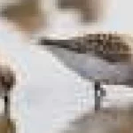 Creșterea nivelului mării poate alunga păsările de țărm din habitatele costiere