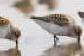 Creșterea nivelului mării poate alunga păsările de țărm din habitatele costiere