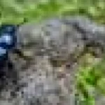 Cum poate ajuta sexul cu mai mulți parteneri la salvarea speciilor de la extincție