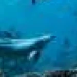 Delfinul hoț Bubbles găsește o scurtătură către o masă ușoară