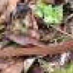 Descoperire spectaculoasă în Etiopia: o nouă specie de șarpe care se hrănește cu ouă