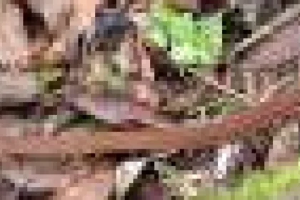 Descoperire spectaculoasă în Etiopia: o nouă specie de șarpe care se hrănește cu ouă