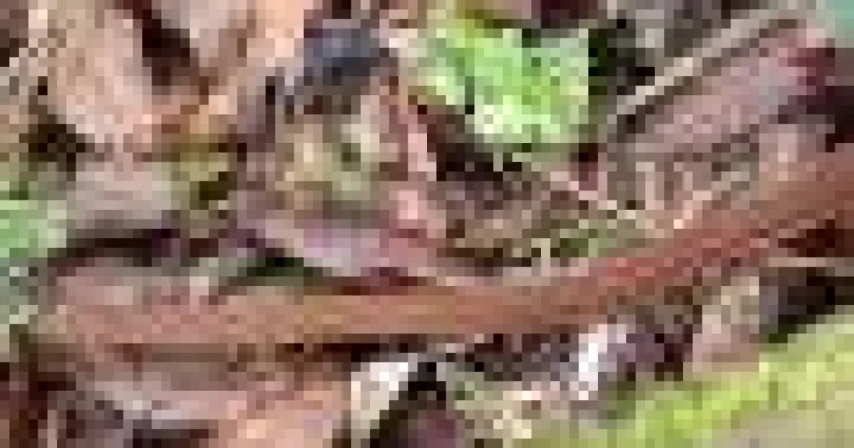 Descoperire spectaculoasă în Etiopia: o nouă specie de șarpe care se hrănește cu ouă