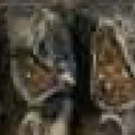 Dinte de mastodont din Pacific, bine păstrat, găsit într-un pârâu din Bay Area