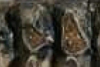 Dinte de mastodont din Pacific, bine păstrat, găsit într-un pârâu din Bay Area