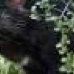 Fosile noi: diavolii tasmanieni, alături de oameni acum 45.000 de ani