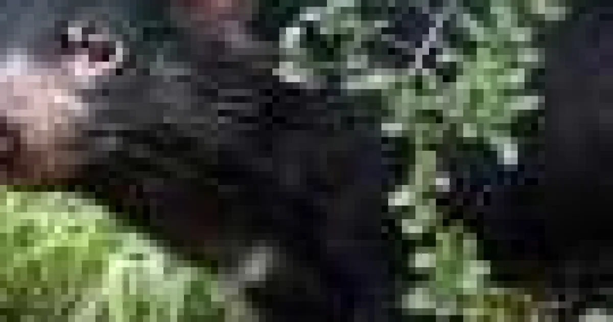 Fosile noi: diavolii tasmanieni, alături de oameni acum 45.000 de ani