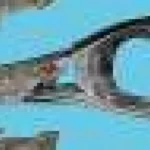 Fosile rare de păsări din Bavaria dezvăluie o specie nouă, inclusiv un vultur