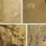 Fosile vechi de o jumătate de miliard de ani rescriu povestea originii stelelor de mare