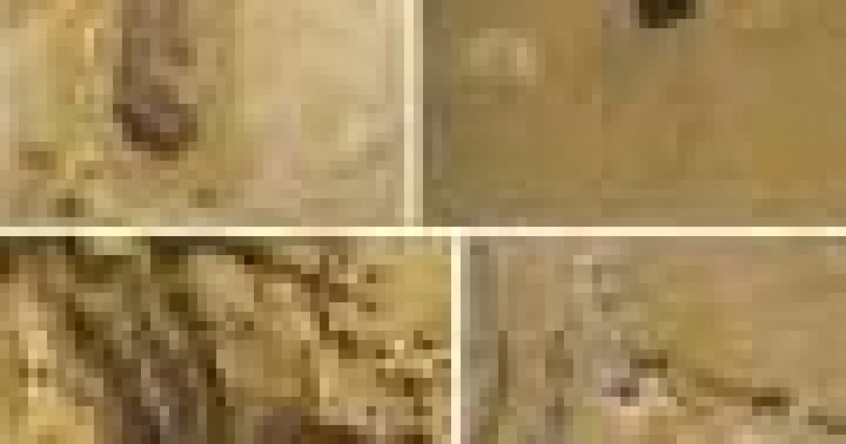 Fosile vechi de o jumătate de miliard de ani rescriu povestea originii stelelor de mare