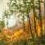 Fumul incendiilor de pădure reduce diversitatea păsărilor, arată un studiu