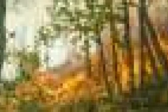 Fumul incendiilor de pădure reduce diversitatea păsărilor, arată un studiu