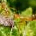 Furnicile mici invazive de foc preferă carnea de vită gătită și semințele în locul tonului