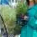 Genomurile de salicornie dezvăluie secretele genetice ale agriculturii pe terenuri sărate