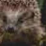 Grădinile mici dăunează naturii, dar planificarea poate salva fauna