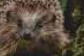 Grădinile mici dăunează naturii, dar planificarea poate salva fauna