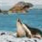 Gripa aviară a ucis un leu de mare și un delfin australian. Cum ajunge virusul la ei?