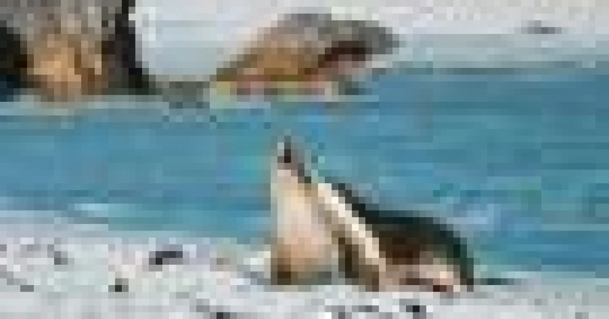Gripa aviară a ucis un leu de mare și un delfin australian. Cum ajunge virusul la ei?