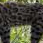 Iată cea mai nouă specie de felină sălbatică, prima descoperită într-un secol