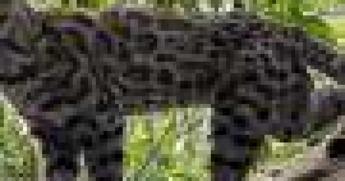 Iată cea mai nouă specie de felină sălbatică, prima descoperită într-un secol