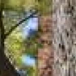Imaginile generate de IA pot sprijini conservarea, dar datele reale rămân esențiale