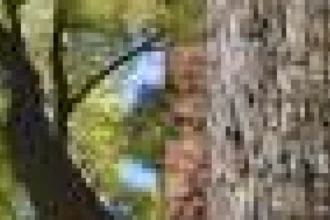 Imaginile generate de IA pot sprijini conservarea, dar datele reale rămân esențiale