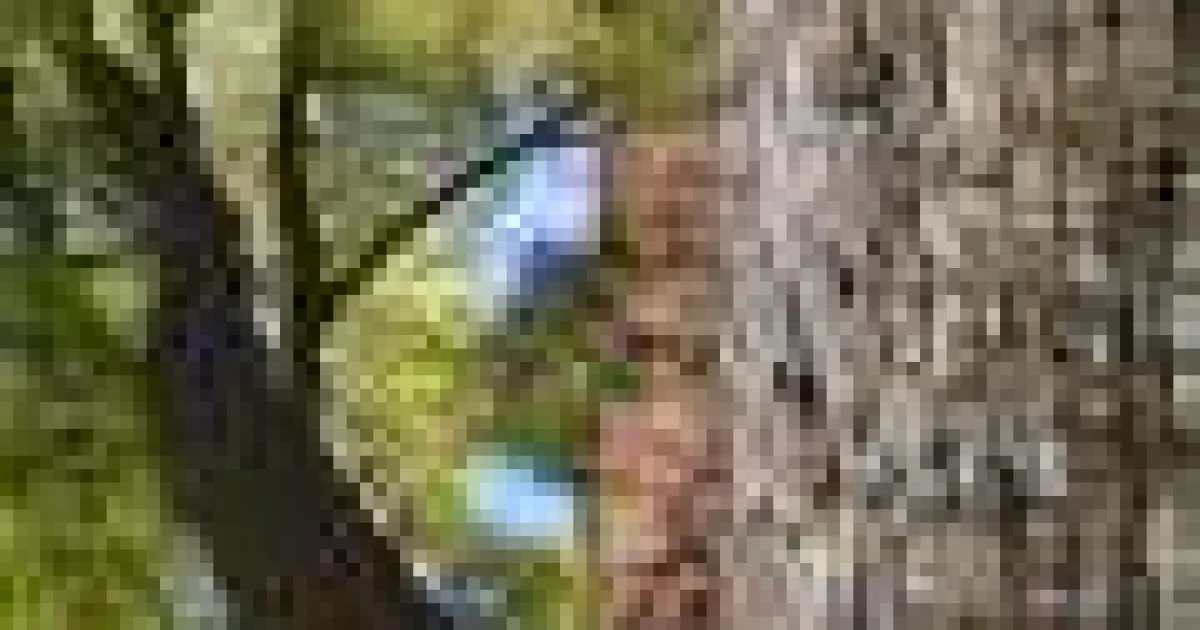 Imaginile generate de IA pot sprijini conservarea, dar datele reale rămân esențiale