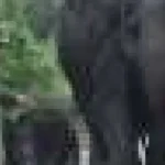 Incendiile de vegetație aduc elefanții de Sumatra în prag de dispariție