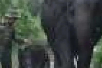 Incendiile de vegetație aduc elefanții de Sumatra în prag de dispariție