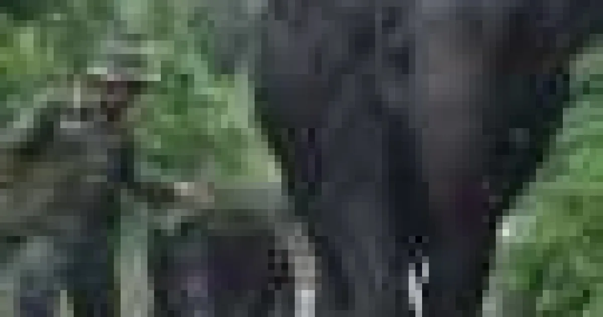Incendiile de vegetație aduc elefanții de Sumatra în prag de dispariție
