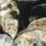 Larvele mici de stridii se bazează pe gravitație pentru a se hrăni