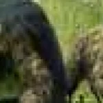 Nouă specie preistorică de 240 de milioane de ani poate rescrie originea dinozaurilor
