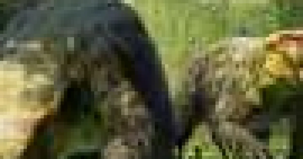 Nouă specie preistorică de 240 de milioane de ani poate rescrie originea dinozaurilor